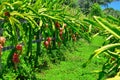 pink pitaya cultivation, small pitaya orchard