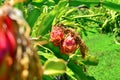 pink pitaya cultivation, small pitaya orchard