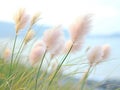 plant field on the coastal Royalty Free Stock Photo