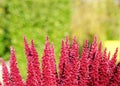 Pink plant on green background Royalty Free Stock Photo