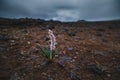 Pink plant growing on lava field in Iceland, Common heather Royalty Free Stock Photo