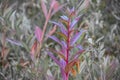 Pink plant in the middle of a field