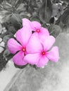 Pink, plant, tropical, flowers, madagascar periwinkle, catharanthus roseus 5 petal flower