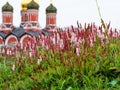 Pink plant and Znamensky monastery in Moscow