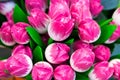 Decorative pink tulips Royalty Free Stock Photo