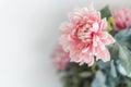 Bloom pink plastic flower in white background Royalty Free Stock Photo