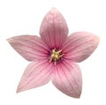 Pink Platycodon grandiflorus flower isolated