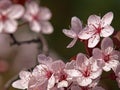 Pink Plum Blossom