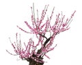 Pink plum blossom Royalty Free Stock Photo