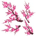 Pink Plum Blossom Branch Set Royalty Free Stock Photo