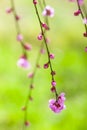 pink plum blossom flower bud tender green background early spring, ume, mei