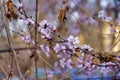 Pink plum blossom flowers on a branch. Royalty Free Stock Photo