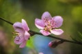 Pink plum blossoms