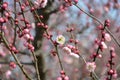 Pink plum blossoms on the branch with red buds Royalty Free Stock Photo
