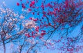 Pink plum blossoms in front of white plum blossom before a bright blue sky Royalty Free Stock Photo