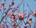 pink plum blossoms on the tree branch in the garden Royalty Free Stock Photo