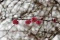 Pink plum blossoms in winter Royalty Free Stock Photo