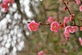 Pink plum blossoms in winter Royalty Free Stock Photo