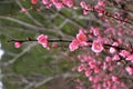 Pink plum blossoms in winter Royalty Free Stock Photo