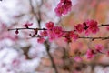 Pink plum blossoms in winter Royalty Free Stock Photo