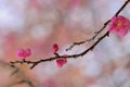 Pink plum blossoms in winter Royalty Free Stock Photo