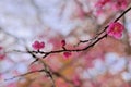 Pink plum blossoms in winter Royalty Free Stock Photo