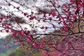 Pink plum blossoms in winter Royalty Free Stock Photo