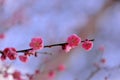 Pink plum blossoms in winter Royalty Free Stock Photo