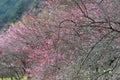 Pink plum blossoms in winter Royalty Free Stock Photo