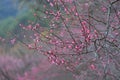 Pink plum blossoms in winter Royalty Free Stock Photo