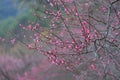 Pink plum blossoms in winter Royalty Free Stock Photo