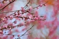 Pink plum blossoms in winter Royalty Free Stock Photo