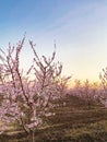 Pink Plum Trees on Blossom Trail Royalty Free Stock Photo