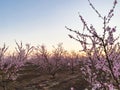 Pink Plum Trees on Blossom Trail Royalty Free Stock Photo