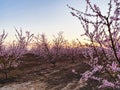 Pink Plum Trees on Blossom Trail Royalty Free Stock Photo