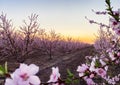 Pink Plum Trees on Blossom Trail Royalty Free Stock Photo