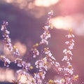 Pink plum flower in sunshine morning close-up view