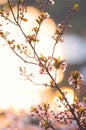 Pink plum flower in sunshine morning close-up view