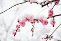 Pink Plum Flower under Snow