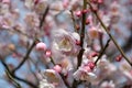 Pink plum flowers blossom on the branch Royalty Free Stock Photo