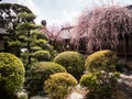 Pink plum tree blossoming in traditional Japanese garden Royalty Free Stock Photo