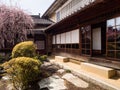 Pink plum tree blossoming in traditional Japanese garden Royalty Free Stock Photo