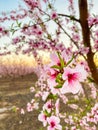 Pink Plum Trees on Blossom Trail Royalty Free Stock Photo