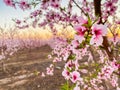 Pink Plum Trees on Blossom Trail Royalty Free Stock Photo