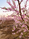 Pink Plum Trees on Blossom Trail Royalty Free Stock Photo