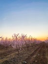 Pink Plum Trees on Blossom Trail Royalty Free Stock Photo