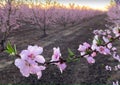 Pink Plum Trees on Blossom Trail Royalty Free Stock Photo