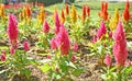 Pink Plumed Celusia Flowers Royalty Free Stock Photo