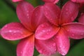 Pink Plumeria Royalty Free Stock Photo