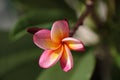 Pink Plumeria Royalty Free Stock Photo